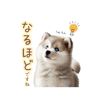 敬語を使うシベリアンハスキー犬（個別スタンプ：13）