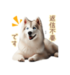 敬語を使うシベリアンハスキー犬（個別スタンプ：14）