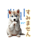 敬語を使うシベリアンハスキー犬（個別スタンプ：16）