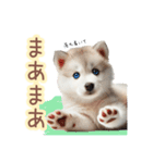 敬語を使うシベリアンハスキー犬（個別スタンプ：18）