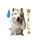 敬語を使うシベリアンハスキー犬（個別スタンプ：23）