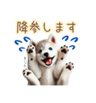 敬語を使うシベリアンハスキー犬（個別スタンプ：28）