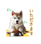 敬語を使うシベリアンハスキー犬（個別スタンプ：32）