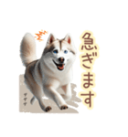 敬語を使うシベリアンハスキー犬（個別スタンプ：34）