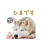 敬語を使うシベリアンハスキー犬（個別スタンプ：37）