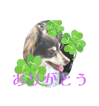 毎日ワンコ⑧（個別スタンプ：2）
