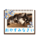 毎日ワンコ⑧（個別スタンプ：5）