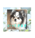毎日ワンコ⑧（個別スタンプ：7）