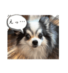毎日ワンコ⑧（個別スタンプ：8）