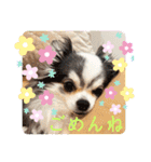 毎日ワンコ⑧（個別スタンプ：9）