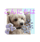 毎日ワンコ⑧（個別スタンプ：11）