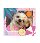 毎日ワンコ⑧（個別スタンプ：13）