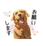 可愛い子犬のゴールデンレトリバー（個別スタンプ：9）