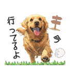 可愛い子犬のゴールデンレトリバー（個別スタンプ：22）