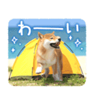 わくわく♪夏の柴犬だワン！（個別スタンプ：2）