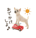 わくわく♪夏の柴犬だワン！（個別スタンプ：3）