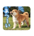 わくわく♪夏の柴犬だワン！（個別スタンプ：4）