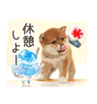 わくわく♪夏の柴犬だワン！（個別スタンプ：5）