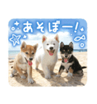 わくわく♪夏の柴犬だワン！（個別スタンプ：6）