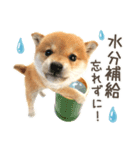 わくわく♪夏の柴犬だワン！（個別スタンプ：7）