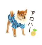 わくわく♪夏の柴犬だワン！（個別スタンプ：9）