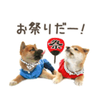 わくわく♪夏の柴犬だワン！（個別スタンプ：11）