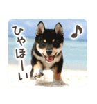 わくわく♪夏の柴犬だワン！（個別スタンプ：13）