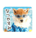 わくわく♪夏の柴犬だワン！（個別スタンプ：14）