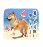 わくわく♪夏の柴犬だワン！（個別スタンプ：16）