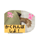 猫たちの森  ハク編（個別スタンプ：6）