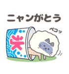 サマーカットにゃんこ ブルーポイント（個別スタンプ：9）