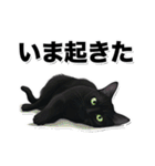 碧眼黒猫★いま何してる？スタンプ（個別スタンプ：12）