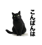 碧眼黒猫★いま何してる？スタンプ（個別スタンプ：15）