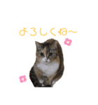 スタンプみあちゃくら（個別スタンプ：4）