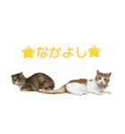 スタンプみあちゃくら（個別スタンプ：16）