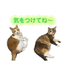 スタンプみあちゃくら（個別スタンプ：17）