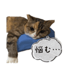 スタンプみあちゃくら（個別スタンプ：22）