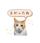 スタンプみあちゃくら（個別スタンプ：24）