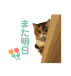 スタンプみあちゃくら（個別スタンプ：26）