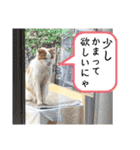 ニャンコ飼いたい大作戦 ②（個別スタンプ：26）