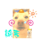 白柴犬ご飯（個別スタンプ：1）