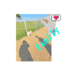 白柴犬ご飯（個別スタンプ：3）