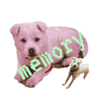 白柴犬ご飯（個別スタンプ：5）