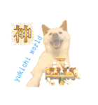白柴犬ご飯（個別スタンプ：6）