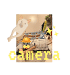 白柴犬ご飯（個別スタンプ：7）
