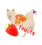 白柴犬ご飯（個別スタンプ：10）