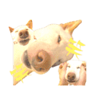 白柴犬ご飯（個別スタンプ：20）