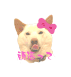 白柴犬ご飯（個別スタンプ：21）