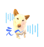 白柴犬ご飯（個別スタンプ：23）