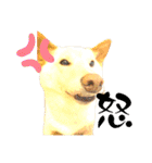 白柴犬ご飯（個別スタンプ：24）
